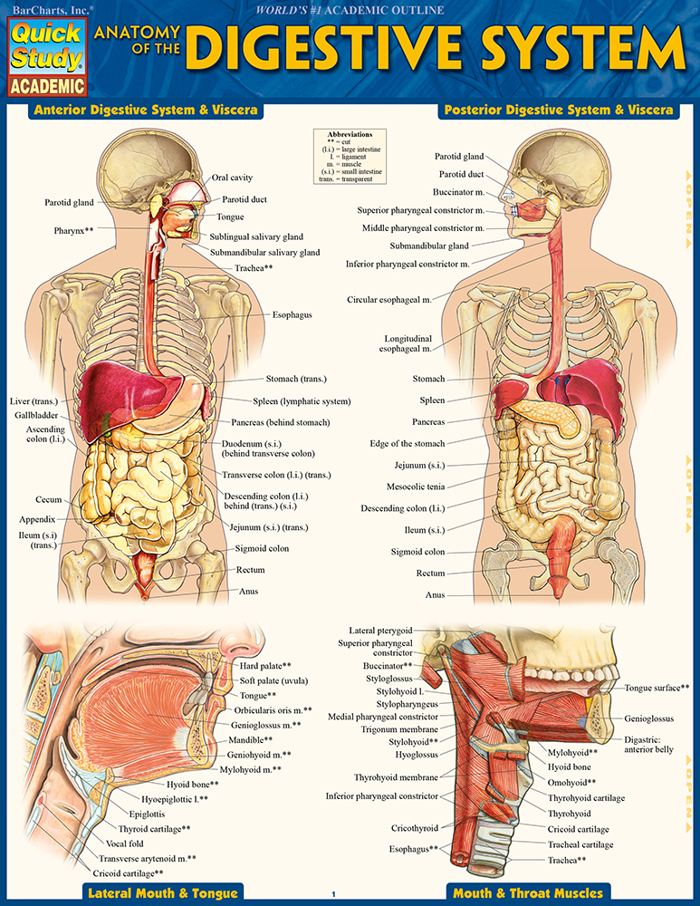 Anatomy of the Digestive System: QuickStudy Reference Guide