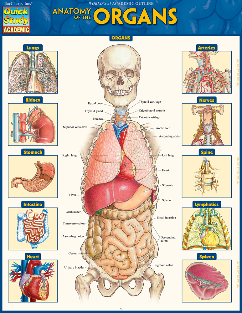 Anatomy of the Organs: QuickStudy Reference Guide First Edition, New Edition